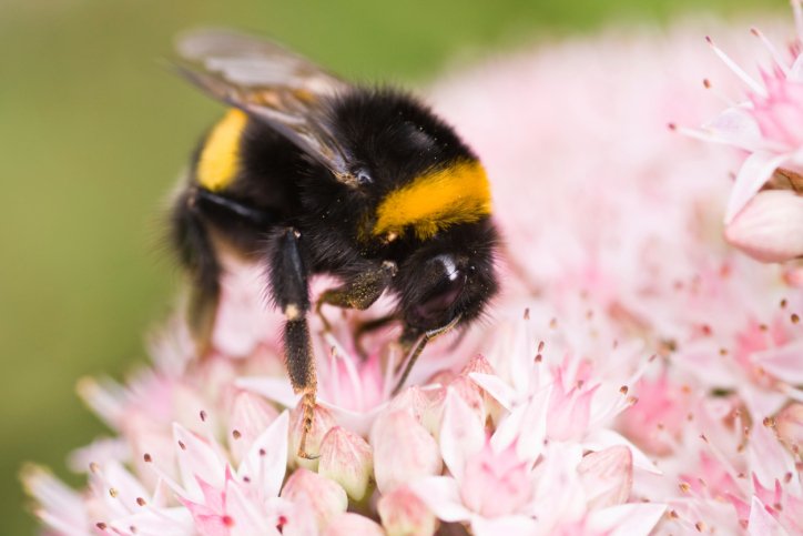 bumblebee pink flower