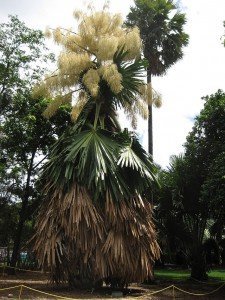 tailpot palm,