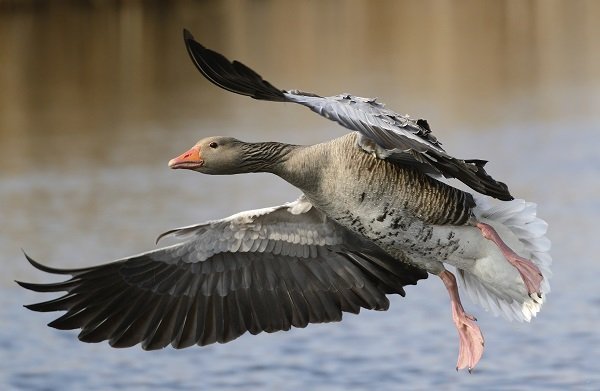 Goose flying