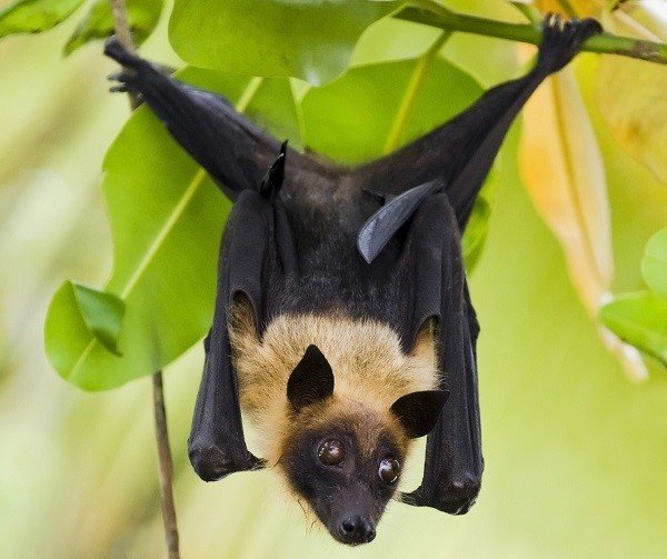 Indian Flying-fox 