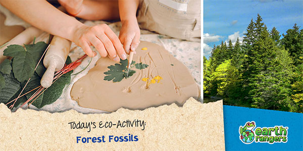 Forest Fossils