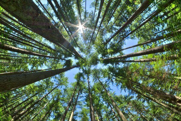 10 Reasons Why Forests Are Awesome!