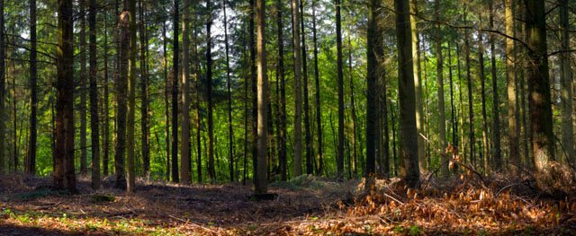 forest