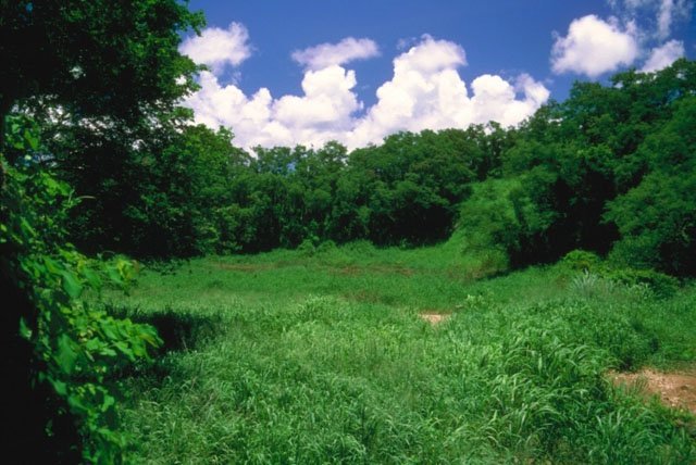 forest biome