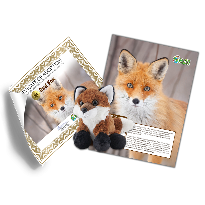 Red Fox