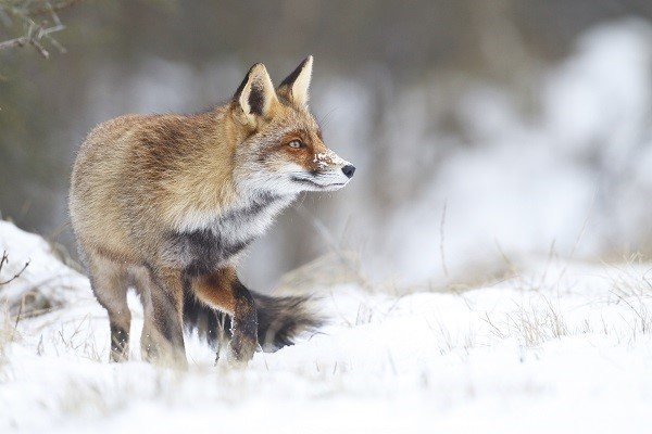 fox_snow