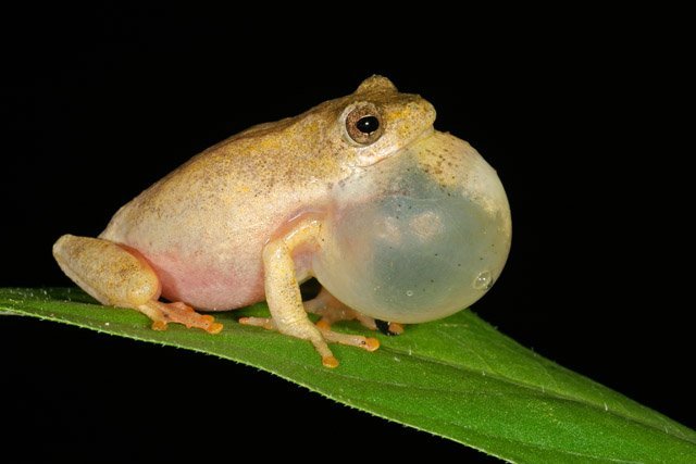 frog call
