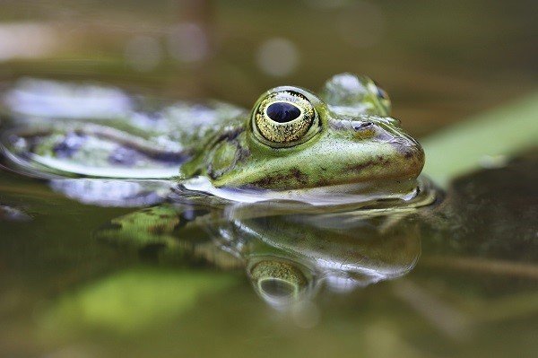 frog water pollution