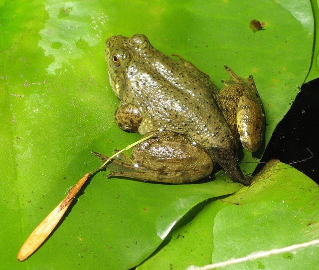 Froglet Froglet