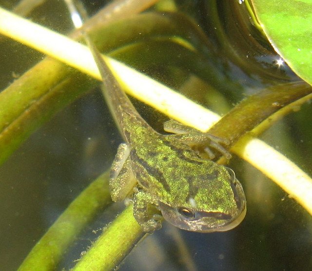 Tadpole with front and hind legs