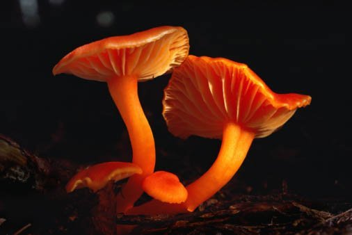 fungi, decomposer