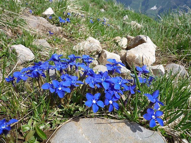 spring gentian, blue flower, plant