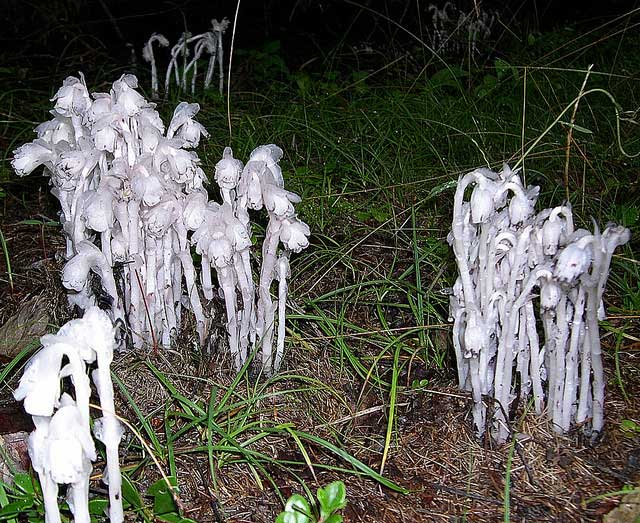 ghost plant, monotropa uniflora