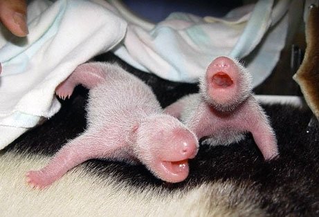 baby giant panda