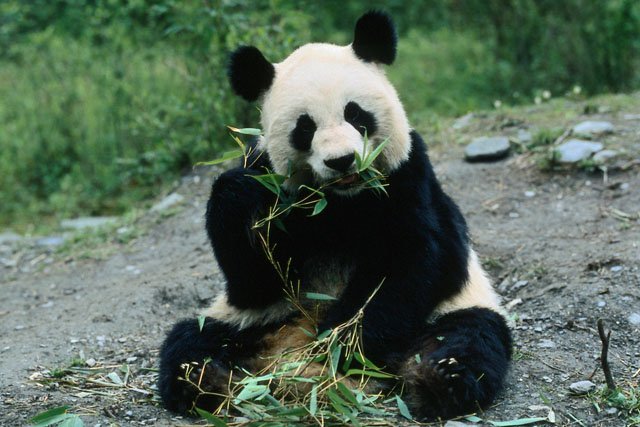 Giant panda bamboo