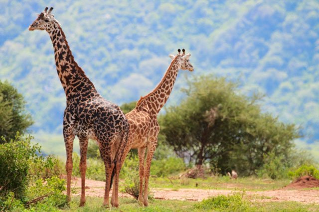 giraffes