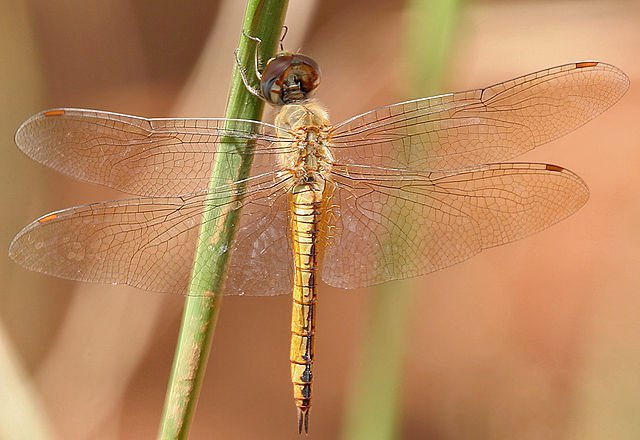 dragonfly globe skimmer