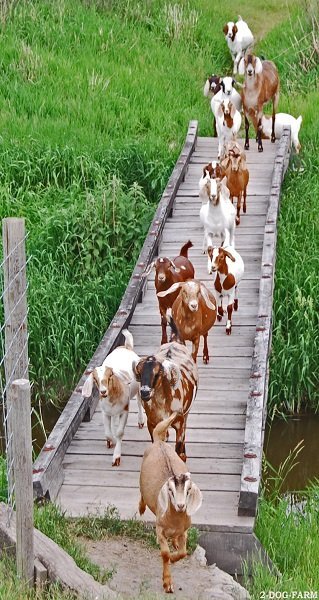 Goats on a bridge