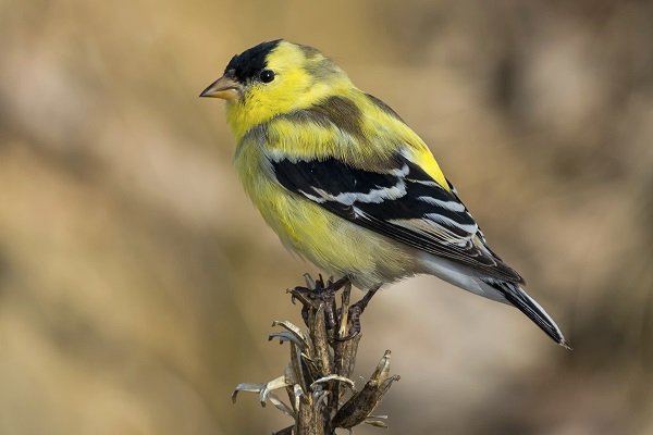 American Goldfinch