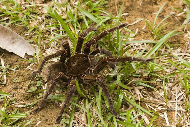 Goliath Birdeater Goliath Birdeater, Theraphosa blondi