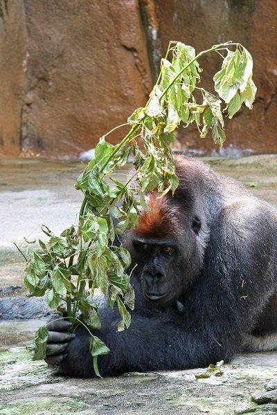 gorilla hiding
