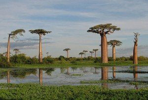 Grandidier’s Baobab. Adansonia grandidieri