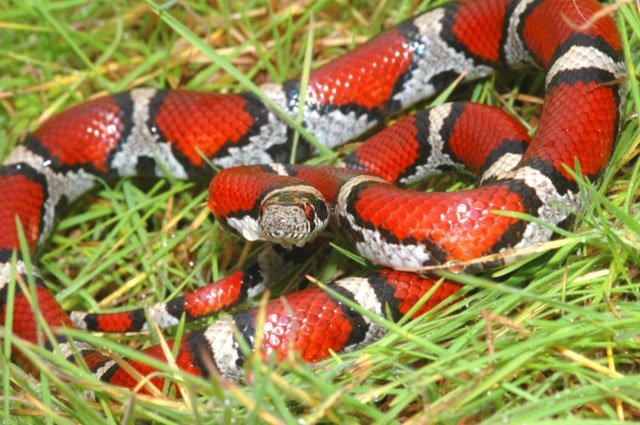 red milksnake, Lampropeltis triangulum syspila