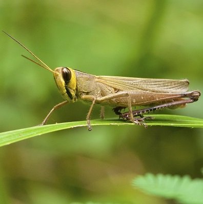 grasshopper