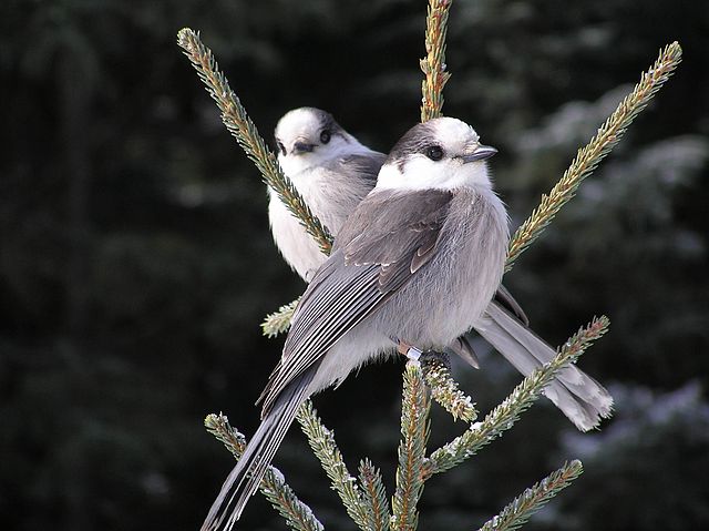 Two Gray Jays