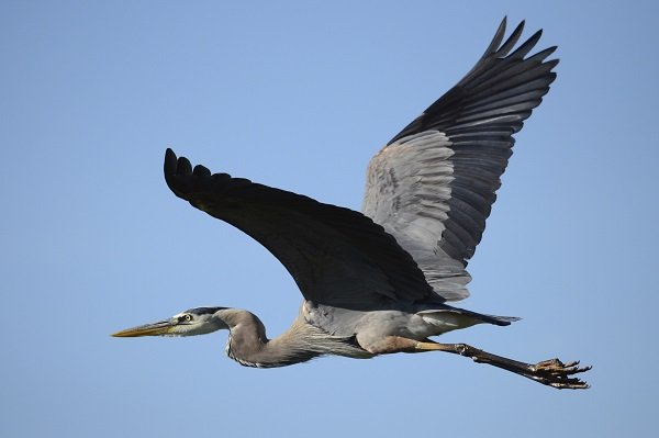 Great blue heron