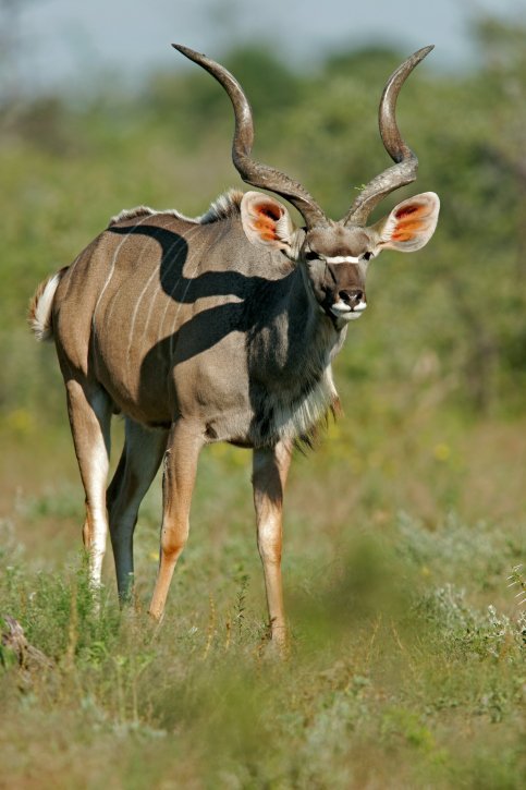 greater kudu