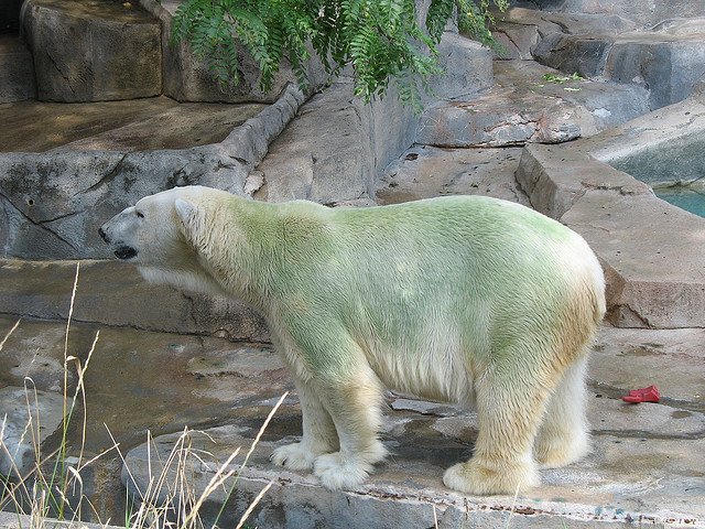 Green Polar Bear Steven Pierson Polar Bear, Algae, Green
