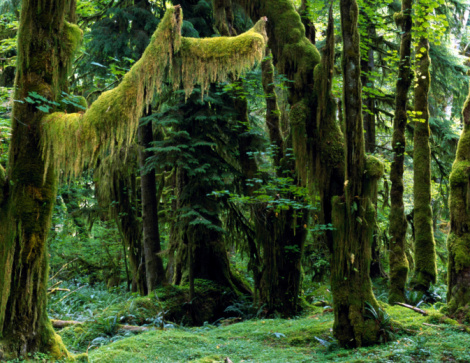 green rainforest