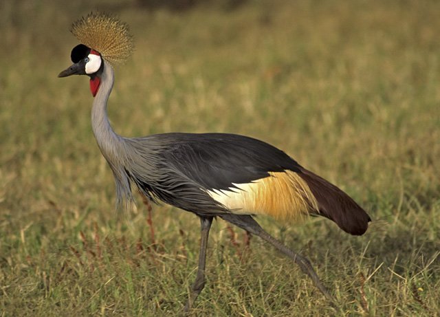 grey crowned crane