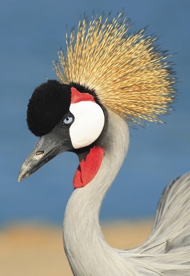 grey crowned crane