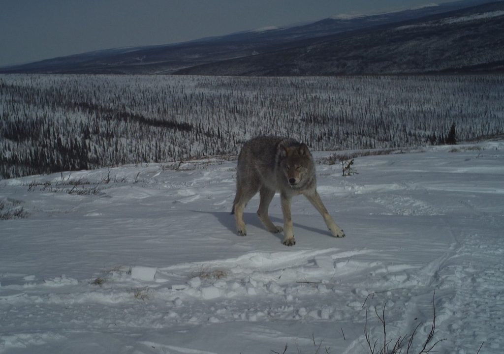 Grey wolf - Earth Rangers
