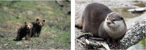 Wrapping up the Otter and Grizzly projects with a special message from the team!