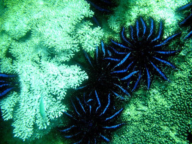 group_of_crown of_thorns_starfish_aeysea crown of thorns starfish