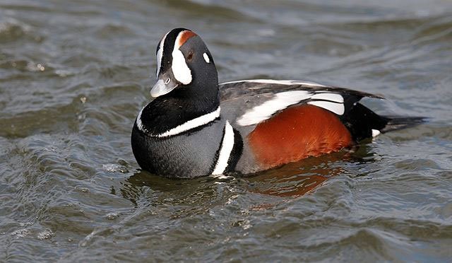 harlequin duck, water animal, sea bird