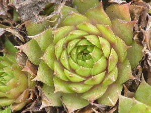 Hen and Chicks plant