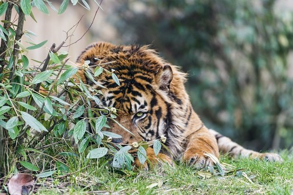 hiding tiger