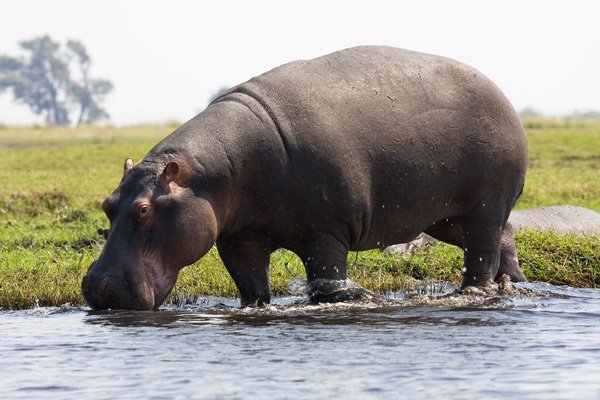 hippo_poo