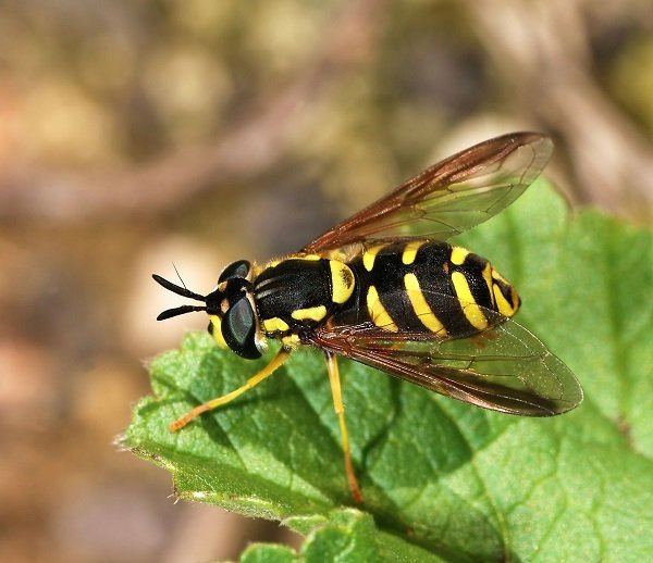 hover Fly credit Alvesgaspar
