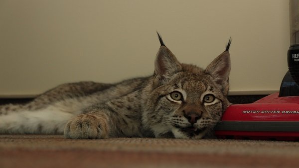 hudson lynx with vacume
