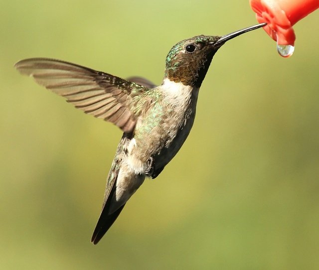 hummingbird_drinking