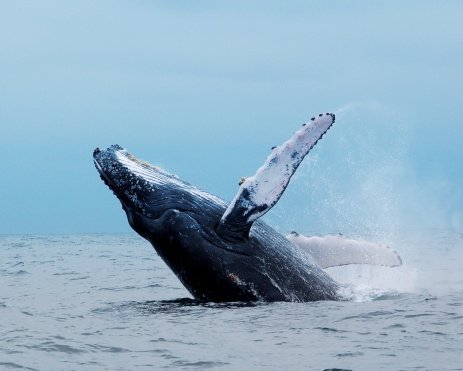 humpback whale jumping