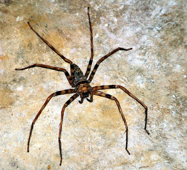 Giant Huntsman Spider Giant Huntsman Spider, Heteropoda maxima