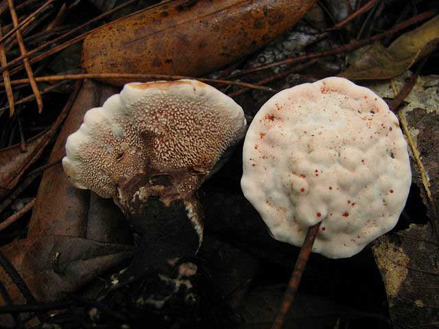 hydnellum_peckii_mature_ryane_snow mature bleeding tooth fungus