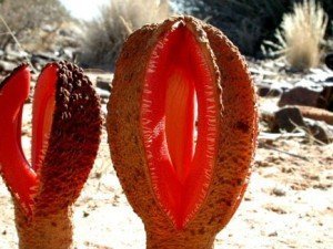 hydnora afticana, Jackal Food