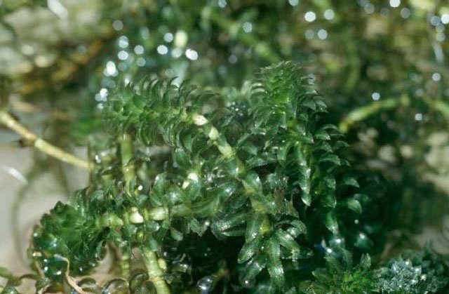 hydrilla_verticillata hydrilla, hydrilla verticillata